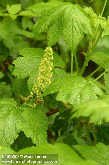 Ribes bracteosum