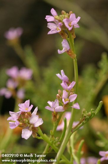 Cakile maritima