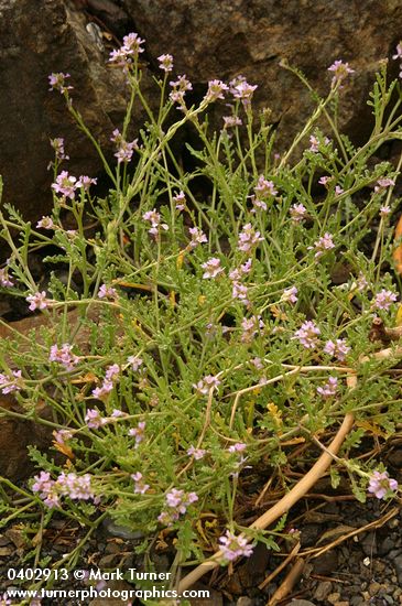 Cakile maritima