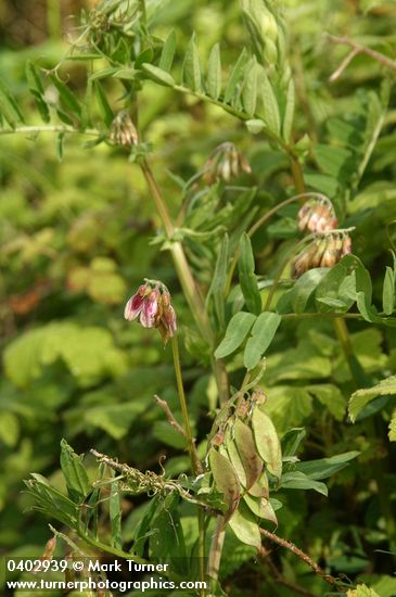 Vicia nigricans ssp. gigantea