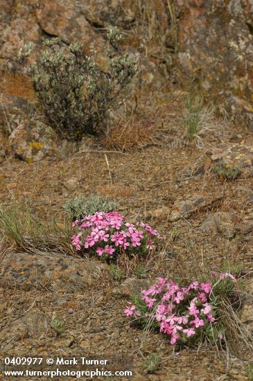 Phlox hirsuta