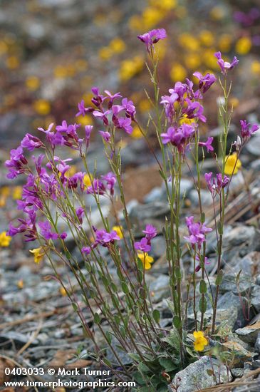 Arabis aculeolata