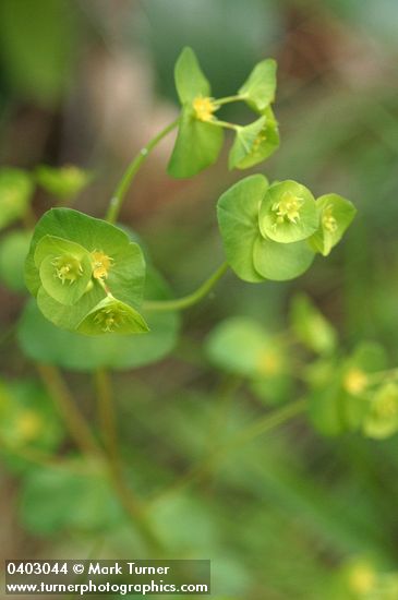 Euphorbia crenulata