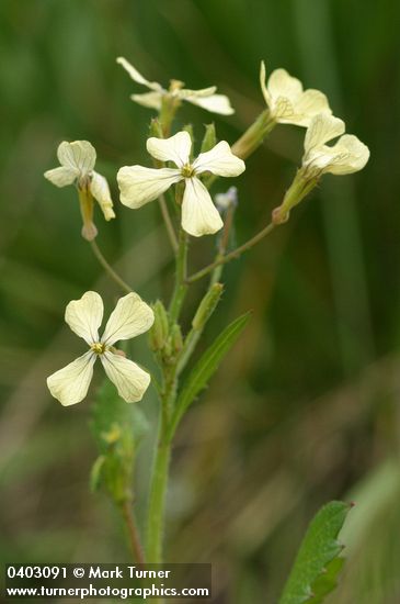 Raphanus sativus