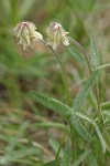 Canyon Clover