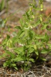Bell Catchfly