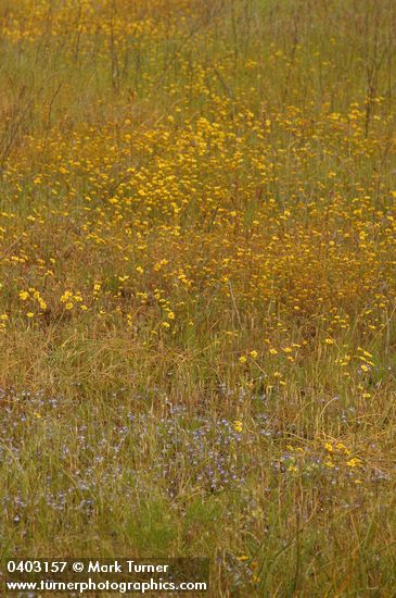 Downingia yina; Crocidium multicaule