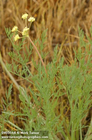 Lomatium cookii