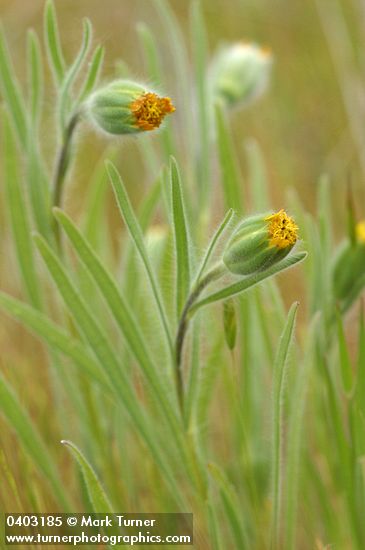 Achyrachaena mollis