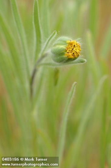 Achyrachaena mollis