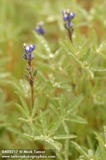 Lupinus bicolor