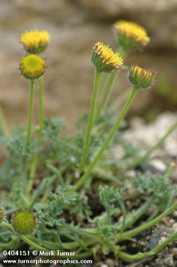 Erigeron sp.