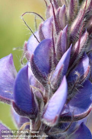 Lupinus latifolius var. thompsonianus