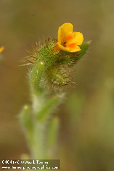 Amsinckia menziesii