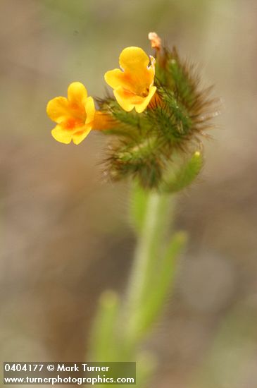 Amsinckia menziesii