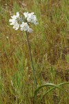 Bicolored Cluster Lily