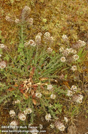 Lepidium sp.