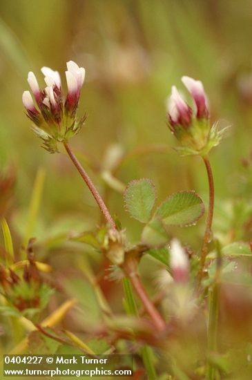 Trifolium microdon