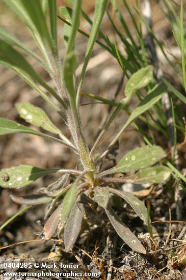 Arabis divaricarpa