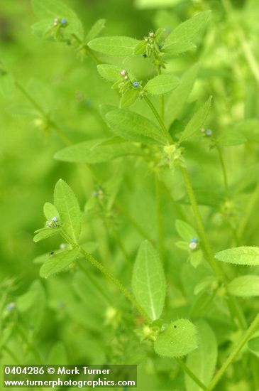 Asperugo procumbens