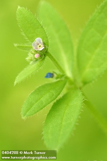 Asperugo procumbens