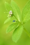 Madwort blossom & foliage detail