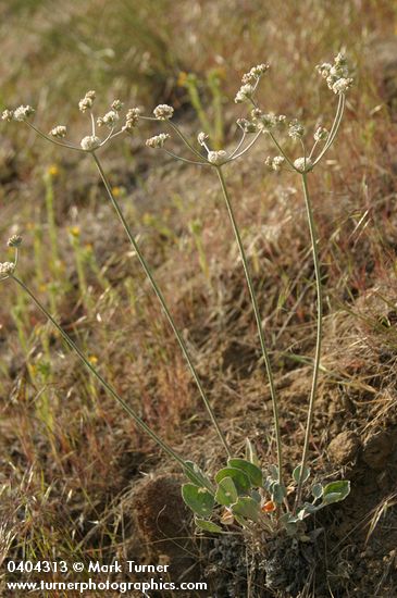 Eriogonum strictum