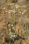 Strict Desert Buckwheat