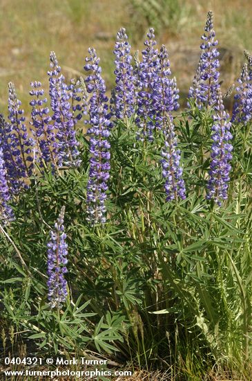 Lupinus sulphureus