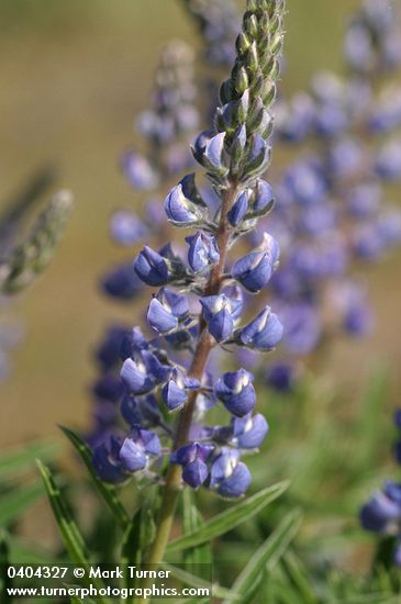 Lupinus sulphureus