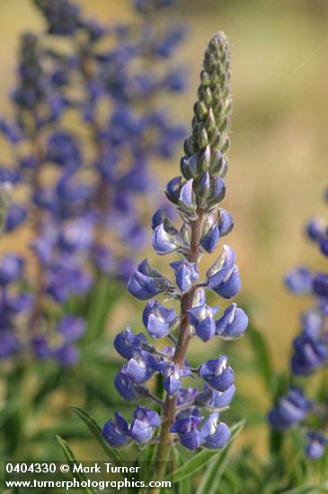 Lupinus sulphureus