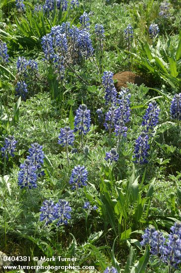 Lupinus lepidus