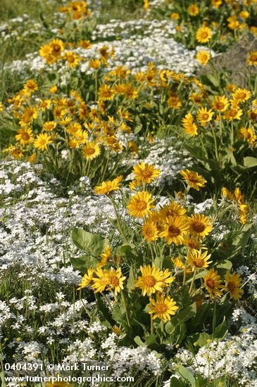 Balsamorhiza sagittata; Phlox speciosa