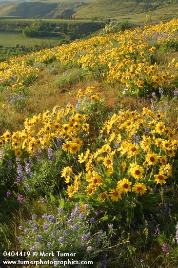 Balsamorhiza sagittata; Lupinus sulphureus