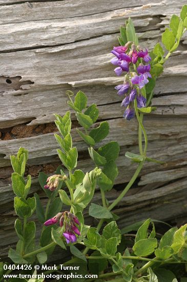 Lathyrus japonicus
