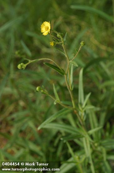 Madia sativa