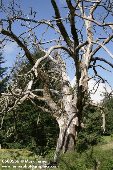 Quercus garryana