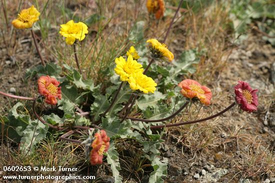 Balsamorhiza rosea