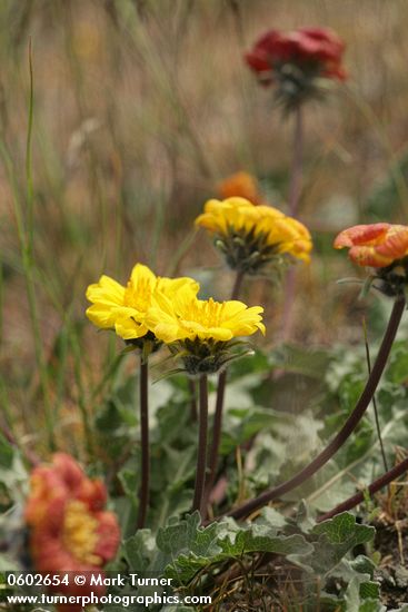 Balsamorhiza rosea