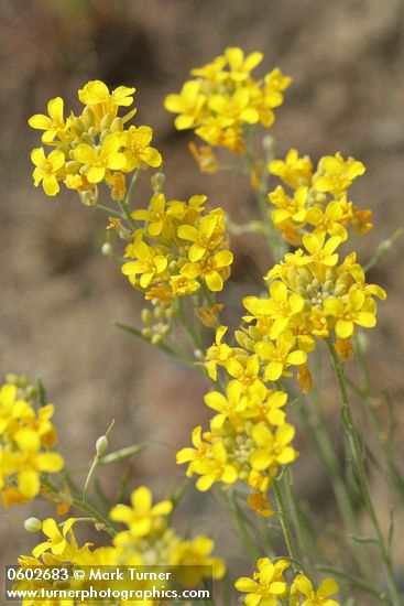 Lesquerella douglasii