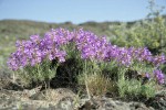 Gairdner's Penstemon