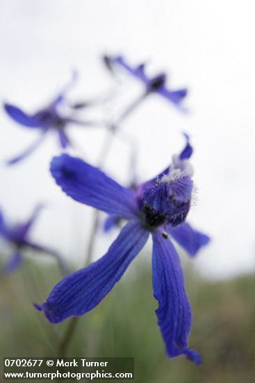 Delphinium nuttallianum