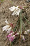 Scilla-leaved Onion (Fragile Onion)