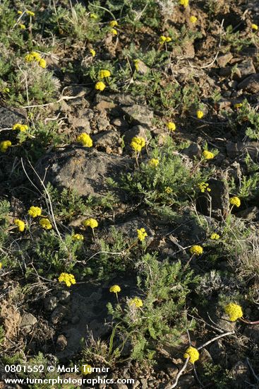 Lomatium quintuplex