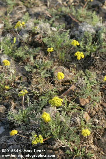 Lomatium quintuplex
