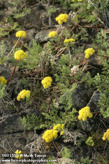 Lomatium quintuplex