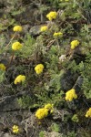 Umtanum Desert Parsley