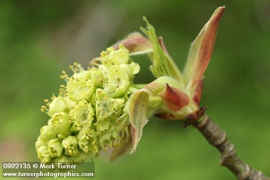 Acer macrophyllum