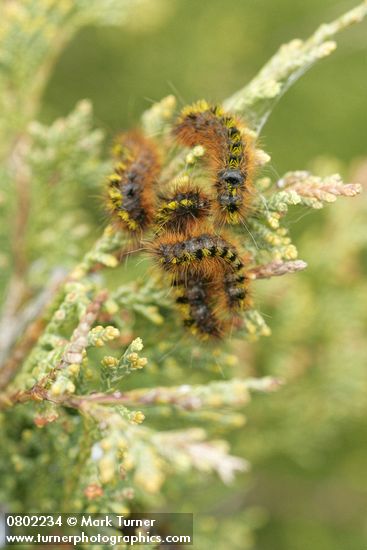 Juniperus maritima