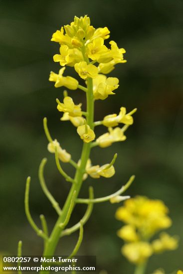 Barbarea orthoceras